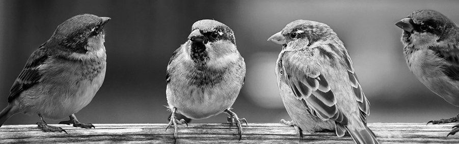 pixabay: